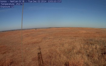 Dried grass at Konza Prairie Long-Term Ecological Research site in Kansas